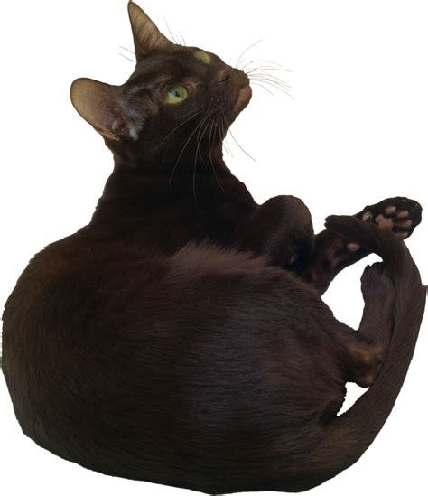 Cat PNG