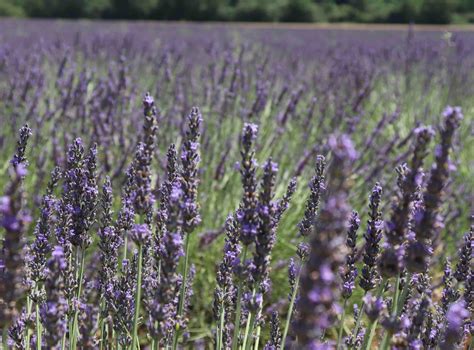 Local chefs are sourcing ingredients from jcgreens this season 22