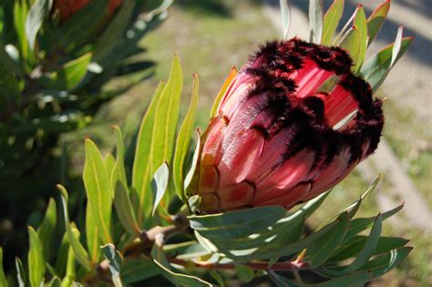 Photo 28900 Protea Laurifolia Rose Mink Plant Lust