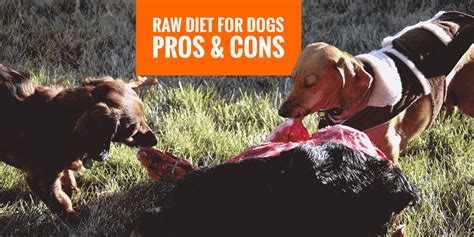 Unleashing A Healthier Fido: The 5-Step Guide To Transitioning Your Dog To A Raw Diet