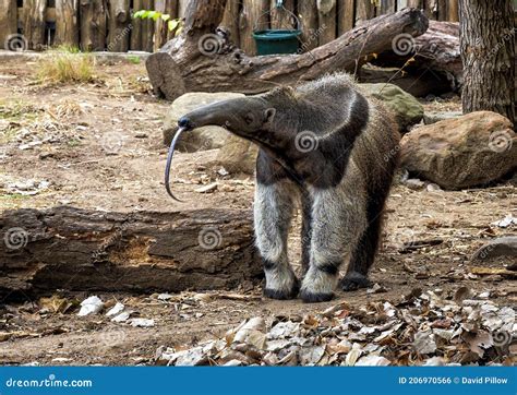 Giant Anteater Isolated On White Background Anteater Cute Animal From