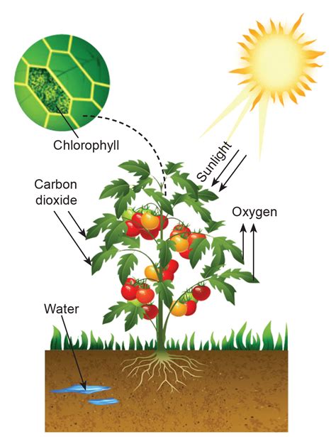 Why are plants known as primary producers? - Sawan Books