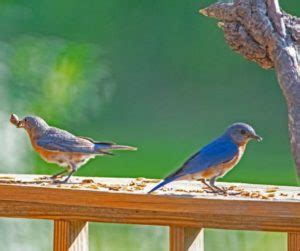 How to Feed Mealworms to Bluebirds? - Birds Tracker