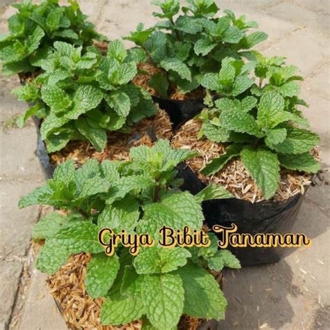 Jual Bibit Daun Mint Pappermint Griya Bibit Tanaman Shopee Indonesia