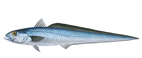 Blue Grenadier Fishing Tasmania