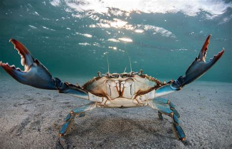 Origen del cangrejo azul descubre de dónde proviene esta especie