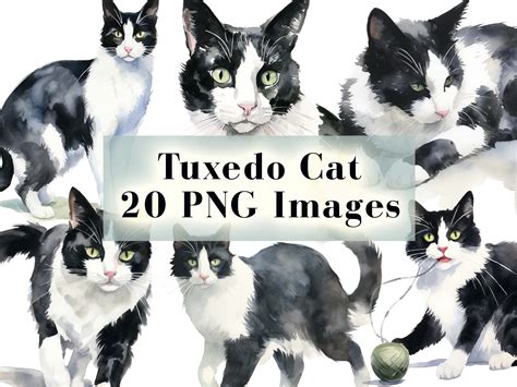 Tuxedo Cat PNG Bundle 20 Cats Clipart Pngs, Black and White Cats