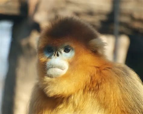 Golden Snub Nosed Monkey Mammals Wiki Fandom
