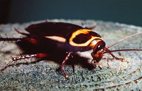 Australian Cockroach - Insects Morphology