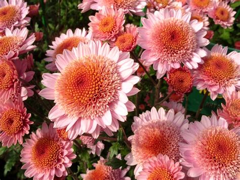 Хризантема садовая (37 фото)