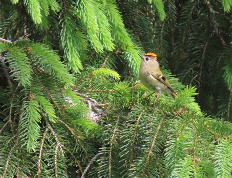 Displaying Goldcrest | Wyre Forest Study Group
