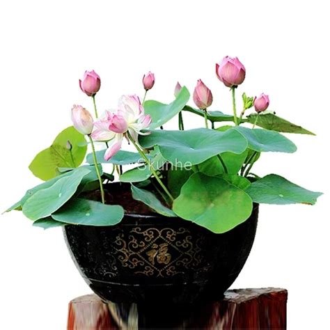 flower lotus flower for summer 100% real Bowl lotus pots Bonsai garden plants 5/bag-in Bonsai ...