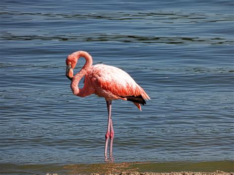 Pink flamingos in Ohio: Did Hurricane Idalia help them get here?