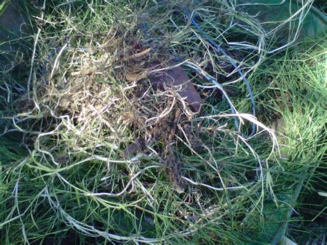 How To Remove Bermuda Grass Organically Dengarden