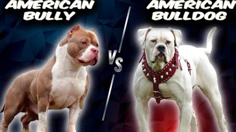 Great American Bulldog Vs American Bully of the decade The ultimate ...