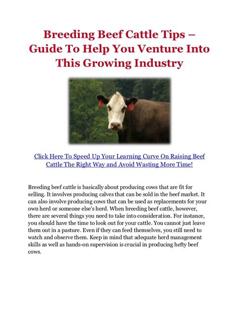 Breeding Beef Cattle Tips Guide To Help You Venture Into This Growi…