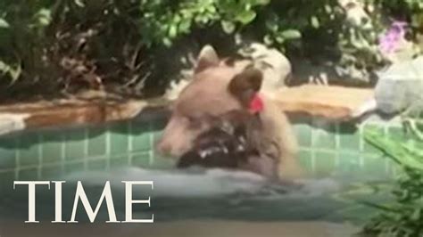 The Bear Drinking A Margarita In A Hot Tub Is Your Summer 2018 Hero