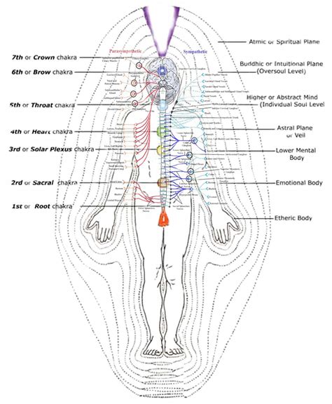 Electrical Energy Human Body at Billy Jones blog