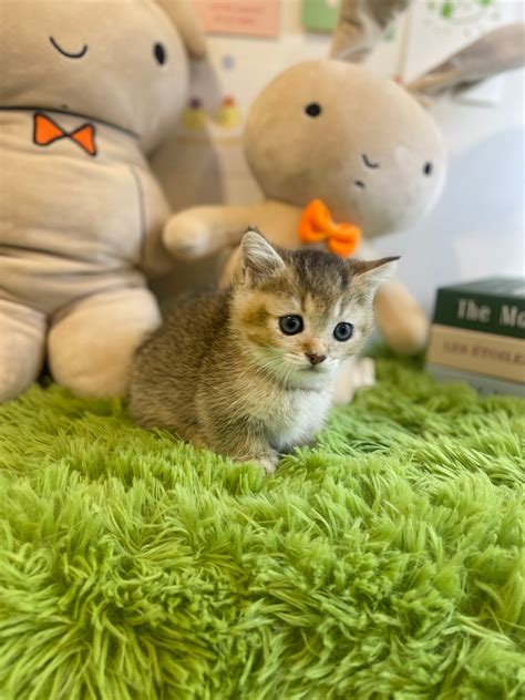 Finding A Healthy Munchkin Cat For Sale Dallas Requires Careful Research And A Visit To A Local Professional Cattery 6