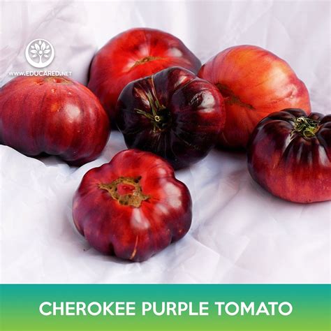 Cherokee Purple Tomato Seeds – Educared