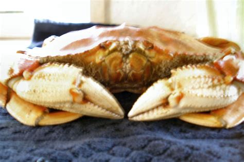 Domination And Racial Humiliation Phone Sex FemDom Humiliation Phone Sex With THE Aryan Queen