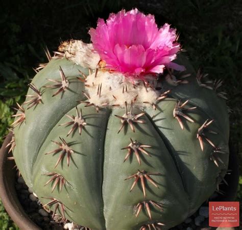 Эхинокактус горизонтальный (Echinocactus horizonthalonius) — описание ...