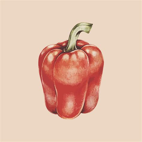 illustration drawing style  pear royalty  stock illustration