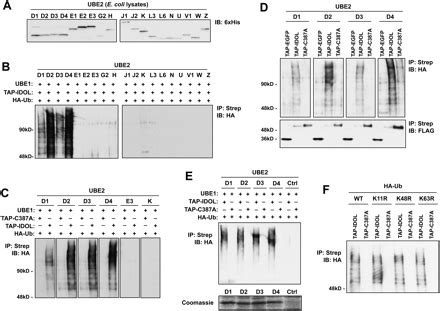 idolubed complex mediates sterol dependent degradation   ldl