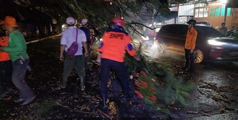 Diterpa Angin Kencang Pohon Besar Tumbang Tutup Akses Jalan Di Muncul