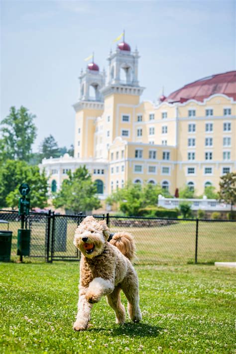 knoxville hotels that allow pets 2