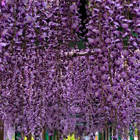 Wisteria floribunda 'Royal Purple' - PictureThis