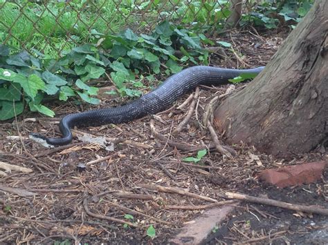 This pretty noodle in my backyard – Stellar Snakes