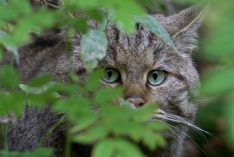 Püttlingen Wildkatze laut NABU ins Köllertal zurückgekehrt auch