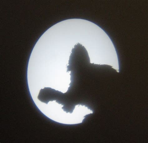 Comics On A Hot Tintin Roof