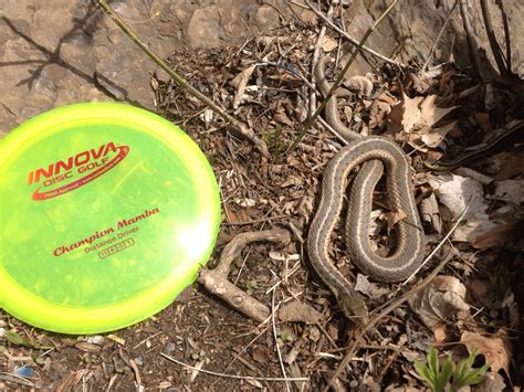 Three snakes, all of which are harmless. : r/discgolf