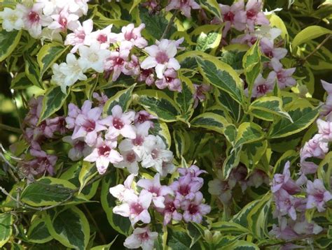 Вейгела цветущая variegata саженцы купить в Москве и Подмосковье в ...
