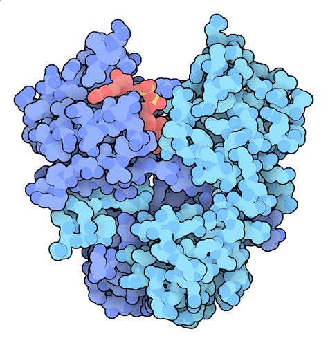 PDB-101: Learn: Structural Biology Highlights: T-Rex