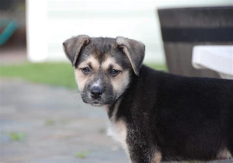Maya the German Shepherd Mix - DogPerDay