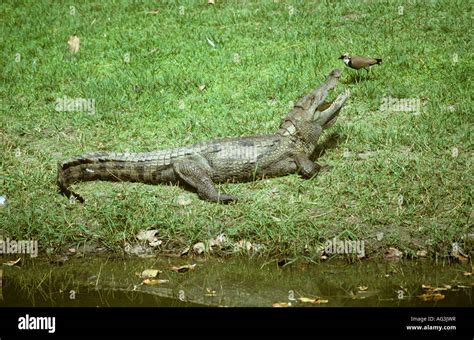 Mutualism Crocodile And Bird