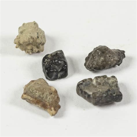 dinosaur dermal ossicles  natural canvas