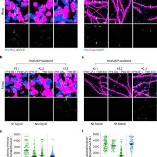 Pdf Real Time Visualization Of Structural Dynamics Of Synapses In