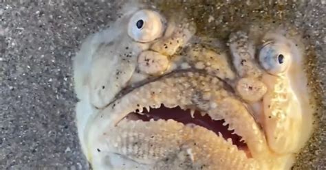 'Stuff of nightmares' as horror fish with beady eyes pokes out of sand ...