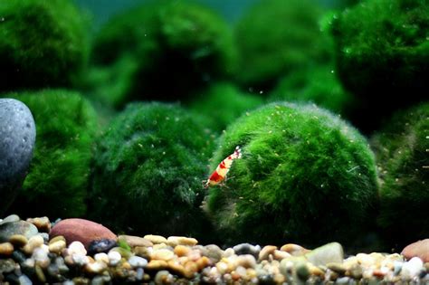 Marimo – Super-cute Algae