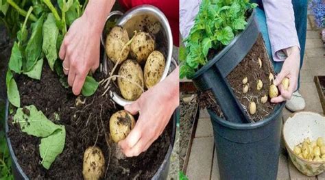 C Mo Cultivar Patatas En Maceta De Manera Org Nica Gevdin