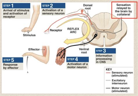 Chapter Somatosensory Function Pain Headache Flashcards Quizlet