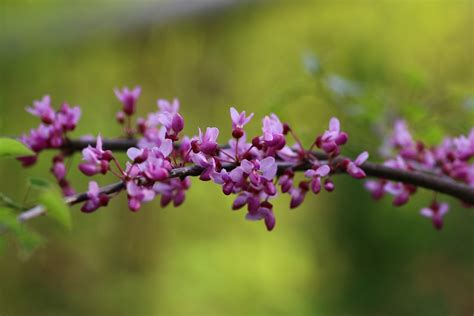 Juda Tree Flower Pink - Free photo on Pixabay - Pixabay