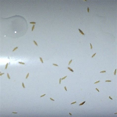 Мошки В Квартире Фото И Названия – Telegraph