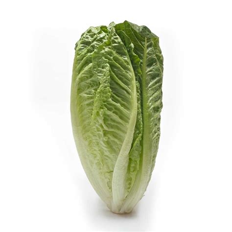 romaine lettuce