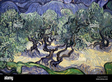 The Olive Trees By Vincent Van Gogh 1889 Moma Ny Usa Stock Photo