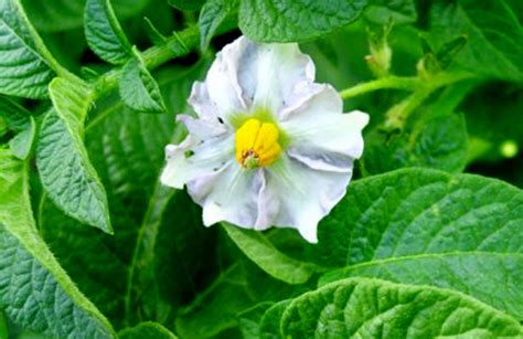 Картофель Иван да Марья - описание сорта с фото, характеристики ...